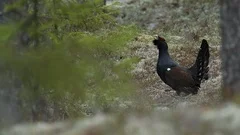 Capercaillie courtship ceremony with mating call in the forest.