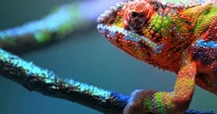 Vivid colorful skin of Chameleon close up view. Exotic tropical lizard 4K video