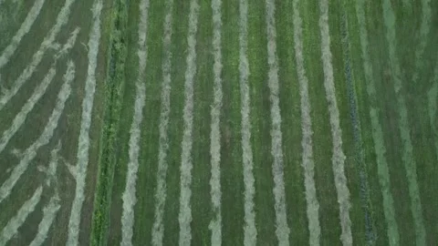 088 Video stock 246090026