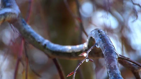 088 Snow in the Forest Stock Footage 33580286