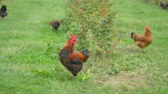 Free range rooster and chickens grazing in the garden in 4K Slow motion