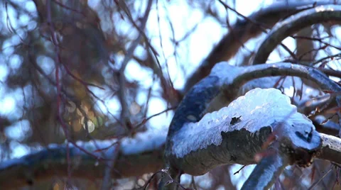 0882  Woods in winter Stock Footage 34313187