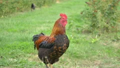 Free range rooster in the garden in 4K slow motion