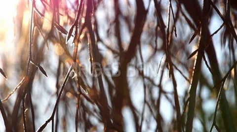 0883 Snow in the Forest Video stock 33668156