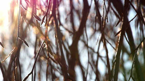 0883 Woods in winter Video stock 34307490