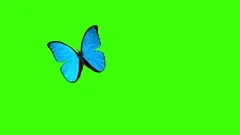 Morpho Menelaus Blue Butterfly Flying on a Green Background