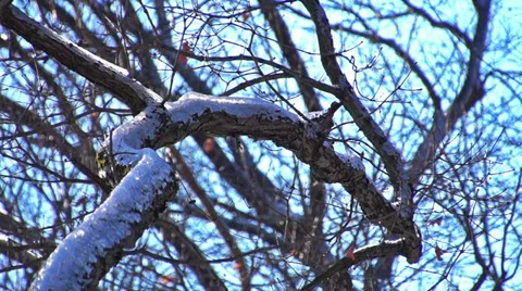 0884 Snow in the Forest Stock Footage 33636288