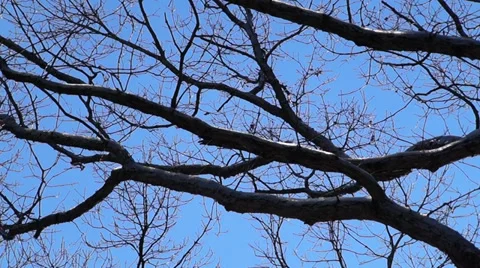 0885 Snow in the Forest Stock Footage 33635766