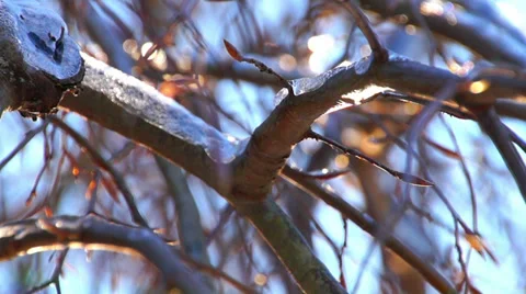0886 Winter Stock Footage 34316839