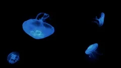 Blue Jellyfish Floating Underwater