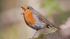 European robin. Singing bird in spring. Erithacus rubecula.
