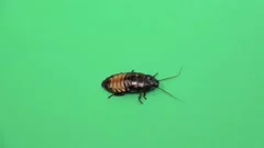 Madagascar cockroach crawls . Green screen. View from above. Slow motion