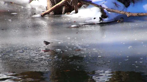 0890 Winter at the lake Stock Footage 34323423