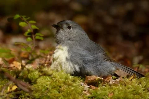 Karure ist Neuseelands Vogel des Jahres, Archivbilder Petroica australis - South Island Robin - toutouwai - endemic New Zealand forest bird sitting on the grounde in the forest xkwx animal, australis, background, bird, birding, birdwatching, black, branch, brown, closeup, colour, down, ecosystem, endemic, environment, fauna, feathers, fiordland, forest, green, grey, island, isolated, kiwi, national, native, natural, nature, new, north, ornithologist, ornithology, outdoor, park, petroica, primeval, rare, robin, singer, singing, songbird, south, toutouwai, trail, under, white, wild, wildlife, zealand, primeval forest