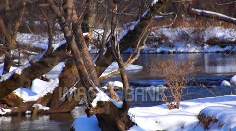 0893 Snow in the Forest Stock Footage 33668151