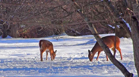 0896 Deers and snow Video stock 33635933