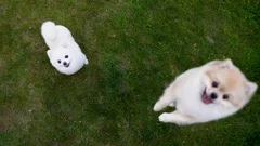Two pomeranian spitz on the green grass. One dog is jumping upwards and barking.