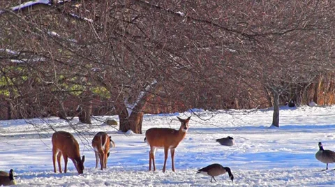 0897   Deers in the woods Stock Footage 34332987