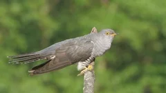 Common cuckoo. Singing male. Cuculus canorus.