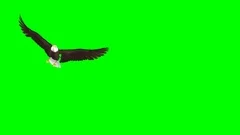 Bald Eagle - Flying Transition - 04 - Green Screen