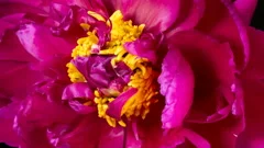 Beautiful purple peony flower blooming in time lapse close up