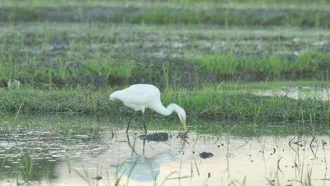 08Y4Kcranereflexeat Stock Footage 101907467