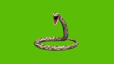 09 animated python snake with green scre... | Stock Video | Pond5
