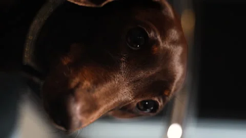 09 Close-up of a dachshund turning to the camera Stock Footage 221118736
