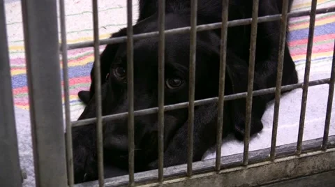 0900-0028 - Kennels Stock Footage 5504900