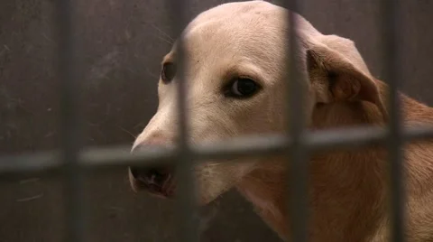 0900-0031 - Kennels Stock Footage 5504793