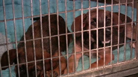 0900-0033 - Kennels Stock Footage 5504395