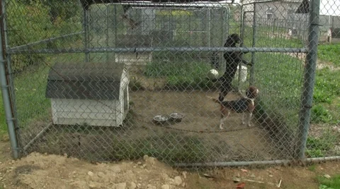0900-0043 - Outdoor Kennels Stock Footage 5503853