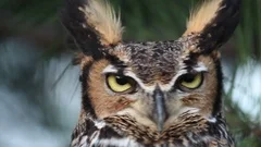 Great Horned Owl Close Up Eyes Looks at Camera