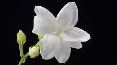 Jasmine flowers blooming time lapse