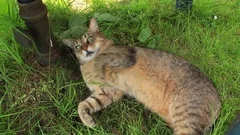Cat, cat lies on the ground, funny cat, curled up cat, relaxing cat
