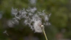 SLOW MOTION: Strong wind blows away the fuzzy dandelion seeds off the green stem