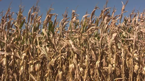 09072010 Stock Footage 882433
