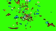Butterflies Fly to the Camera on a Green Background