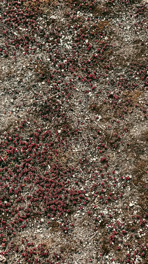 090_Close up of ground texture with plants.mp4 Stockbeeldmateriaal 345817795