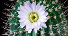 Tender pink cactus flower blooming in time lapse on a black background