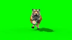 Tiger Run Animals Loop Front Green Screen 3D Rendering Animation