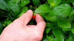 Man forages wild strawberries on the forest floor.