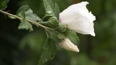 White flowers close up of Rose of Sharon or Althea . Hibiscus syriacus. after a