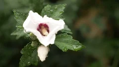 White flowers close up of Rose of Sharon or Althea . Hibiscus syriacus. after a