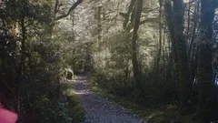 Woman with backpack walks into the forest on Milford Track