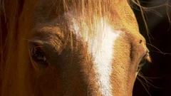 Close up of a horse's eyes