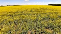 Drone flying low over Manitoba Canola field