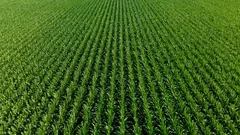 Overhead drone footage of corn stalks on a farm.