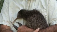 Kiwi bird in the wild