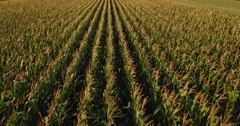 Aerial shot of corn maize green field at agricultural farm.